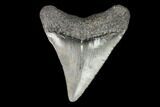 Juvenile Megalodon Tooth - Georgia #101355-1